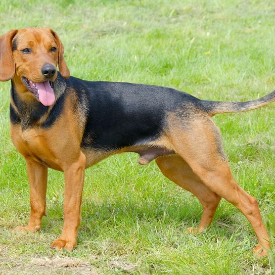 The portrait of Serbian Hound in the garden