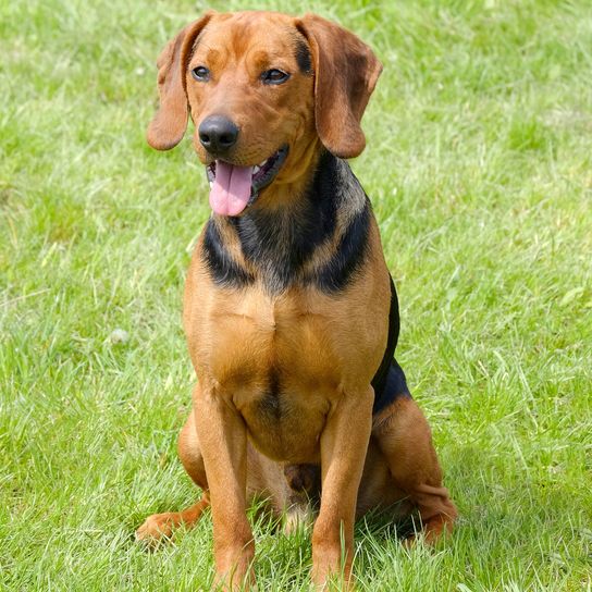 The portrait of Serbian Hound in the garden