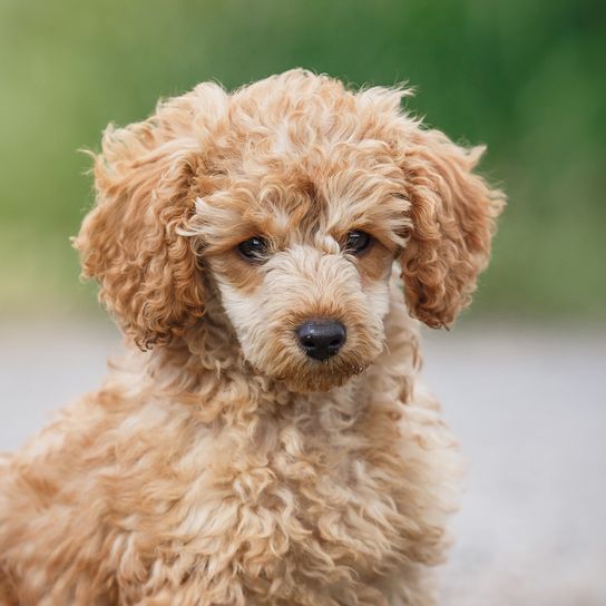 Playful red miniature poodle puppy jumps, runs, plays