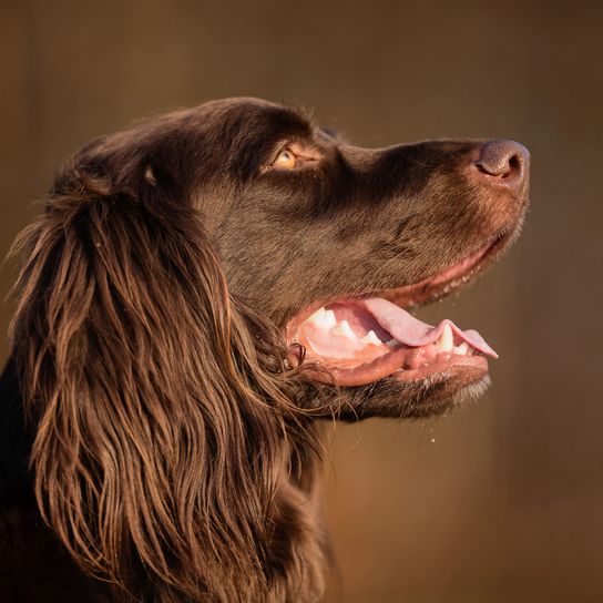 Brown German Longhair Pointing Dog on a sunny spring day outdoors in a meadow.