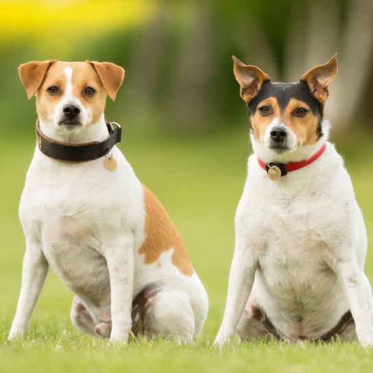 Two purebred Danish Swedish farm dogs out in nature in a meadow on a summer day.