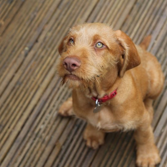 A Hungarian Vizsla puppy