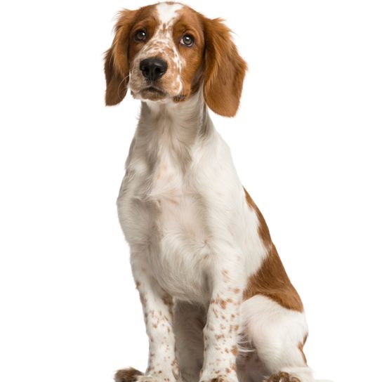 Welsh Springer Spaniel sits in front of a white background