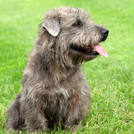 Typical Imaal Terrier on a green meadow