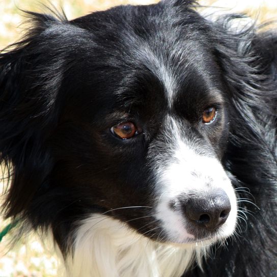 Border Collie Corgi Mix face close-up Dogs are beautiful and wonderful companions. There are so many different breeds of dogs, all shapes and sizes. Service dogs, guide dogs, dogs for the deaf, search and rescue dogs and many more. It's no wonder that dogs are such an important part of human life.