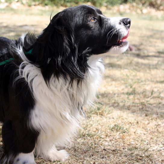 Black and white Border Collie-Corgi mix profile Dogs are beautiful and wonderful companions. There are so many different breeds of dogs, all shapes and sizes. Service dogs, guide dogs, dogs for the deaf, search and rescue dogs and many more. It's no wonder that dogs are such an important part of human life.