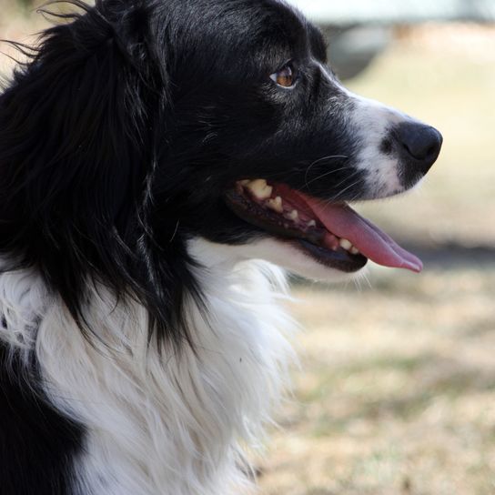 Profile Border Collie-Corgi-Mix Dogs are beautiful and wonderful companions. There are so many different breeds of dogs, all shapes and sizes. Service dogs, guide dogs, dogs for the deaf, search and rescue dogs and many more. It's no wonder that dogs are such an important part of human life.