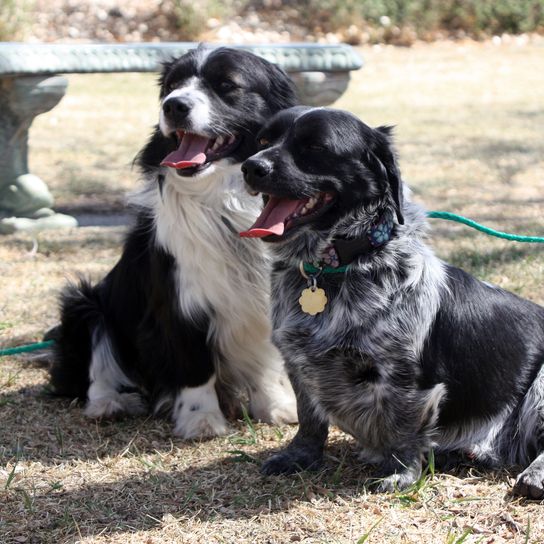 Border Collie Corgi Mix dogs sitting together Dogs are beautiful and wonderful companions. There are so many different breeds of dogs, all shapes and sizes. Service dogs, guide dogs, dogs for the deaf, search and rescue dogs and many more. It's no wonder that dogs are such an important part of human life.