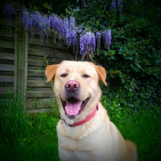Akitador mix dog Plant,dog,carnivore,collar,grass,companion dog,dog breed,pet supplies,dog collar,muzzle,