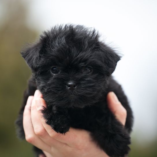 black german dog breed, small black dog, dog looks like ewok, ape like dog, ape pinscher
