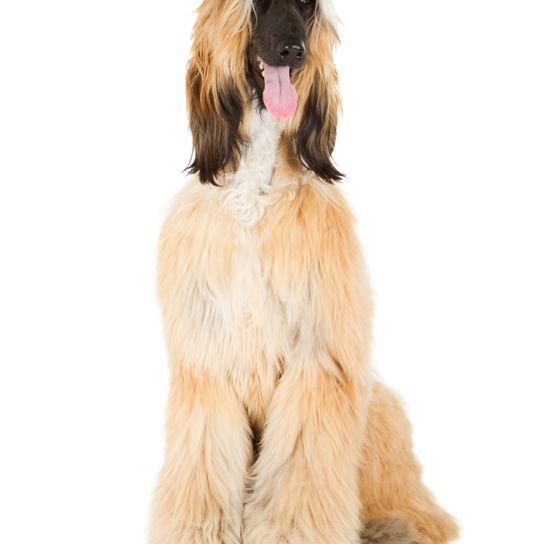 Dog,Mammal,Vertebrate,Canidae,Dog breed,Afghan hound,Carnivore,Companion dog,Sighthound,Fur,