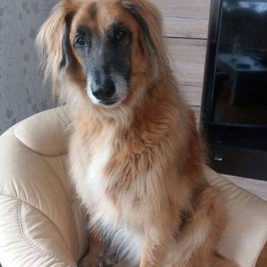 Afghan Sheepdog © Marianne Feyder Hund,Hunderasse,Fleischfresser,Schnurrhaare,Begleithund,Fawn,Leber,Schnauze,Sportliche Gruppe,Canidae,