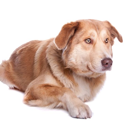 Aidi lying Dog,Vertebrate,Dog breed,Canidae,Mammal,Carnivore,Sporting Group,Companion dog,Puppy,Golden retriever,
