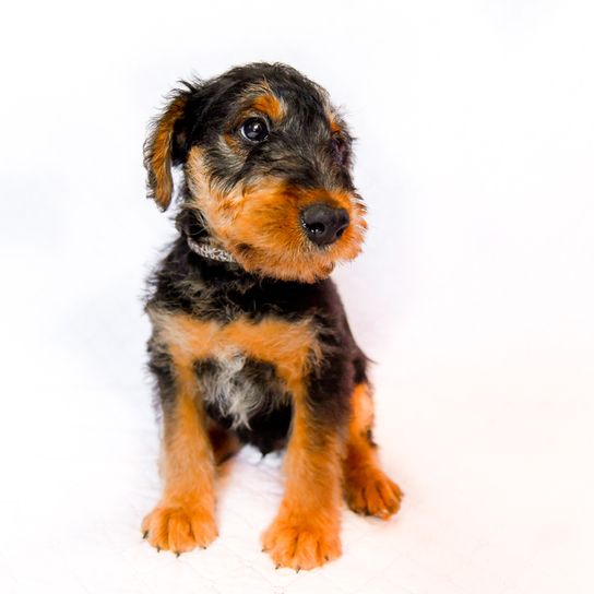 Airedale Terrier brown black and white on the chest puppy, small puppy with rough hair coat, rough haired dog, dog with curls