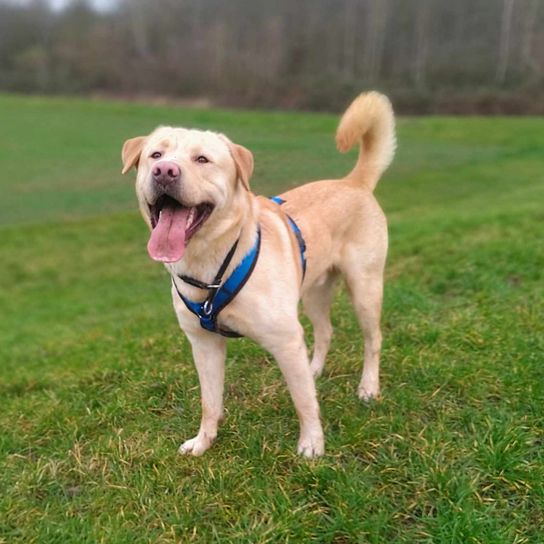Akita Labrador mix Dog, dog breed, plant, carnivore, collar, companion dog, tree, fawn, pet supplies, grass,