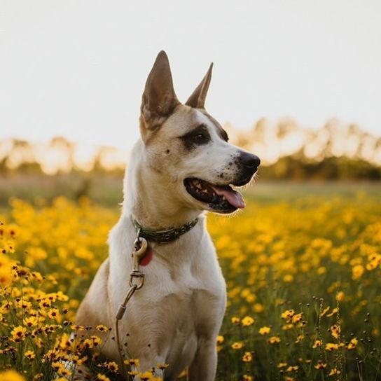 Blume, Pflanze, Himmel, Hund, Natur, Hunderasse, Menschen in der Natur, Fleischfresser, Gras, Glücklich,