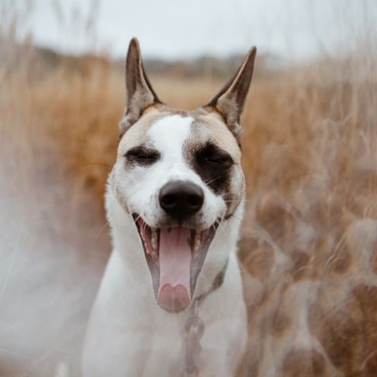 Hund,Fleischfresser,Halsband,Hunderasse,Begleithund,Happy,Schnurrhaare,Himmel,Schnauze,Hundehalsband,