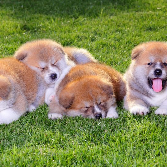 Dog, mammal, vertebrate, Canidae, dog breed, Akita, Akita inu, carnivore, puppy, many Akita puppies on green meadow