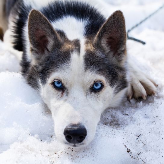 Alaskan Husky lying Alaskan Husky Lying, Black and White Running Dog, American Dog Breed for Sledding, Sled Dog, Working Dog, Dog with Standing Ears