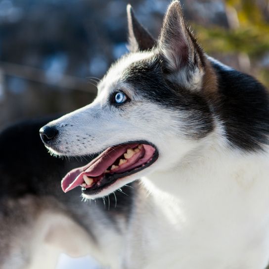 Alaskan Husky lying, black and white running dog, American dog breed for sledding, sled dog, working dog, dog with standing ears, dog showing tongue, large dog breed from Alaska