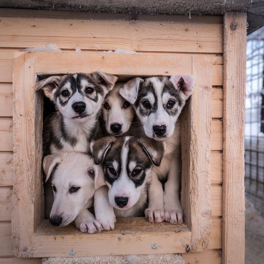 Alaskan Husky lying, black and white running dog, American dog breed for sledding, sled dog, working dog, dog with prick ears, puppies in a crate, dog house, five little puppies, prick ears in a puppy, prick ears before they become prick ears, Alaskan puppies, husky puppy