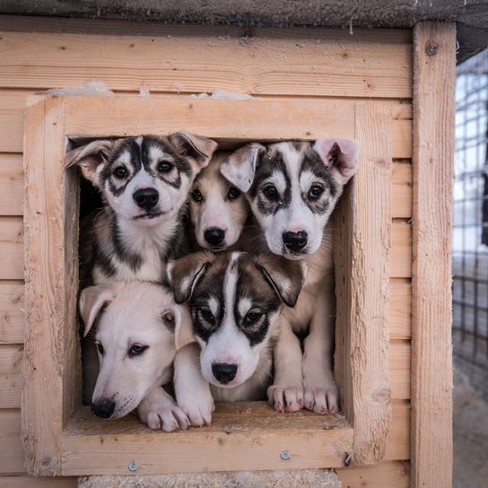 Alaskan Husky Puppies Alaskan Husky lying, black and white running dog, American dog breed for sledding, sled dog, working dog, dog with prick ears, puppies in a crate, dog house, five little puppies, prick ears in a puppy, prick ears before they become prick ears, Alaskan puppies, husky puppy