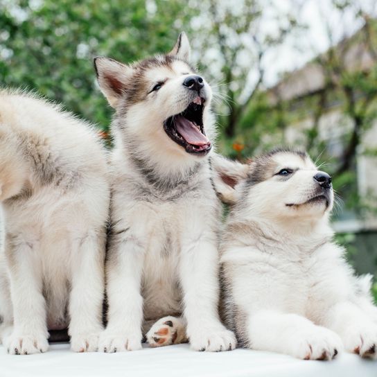 Alaskan Malamute puppies Mammal,Dog,Vertebrate,Canidae,Dog breed,Carnivore,Siberian husky,Northern inuit dog,Alaskan malamute,Native american indian dog,