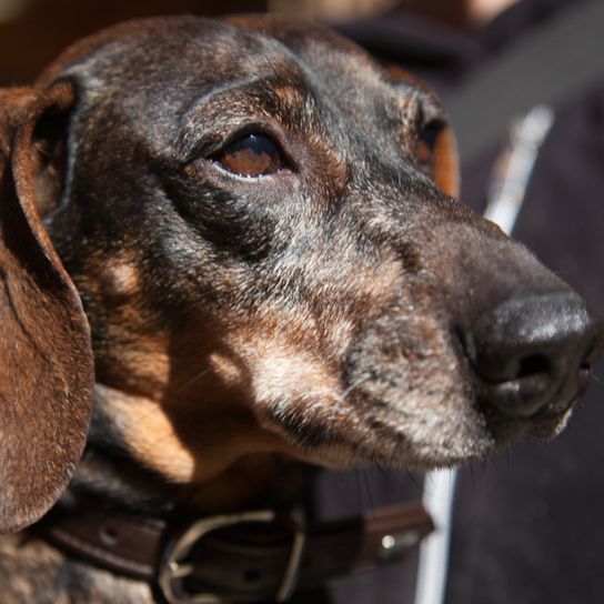 Alpine Badger Bracke Profile