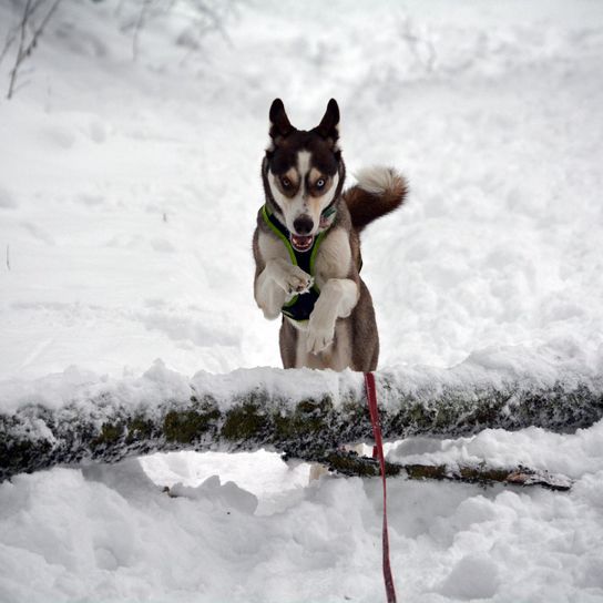 Hund,Schnee,Hunderasse,Fleischfresser,Gefrieren,Hang,Erholung,Geologisches Phänomen,Winter,Sportliche Gruppe,