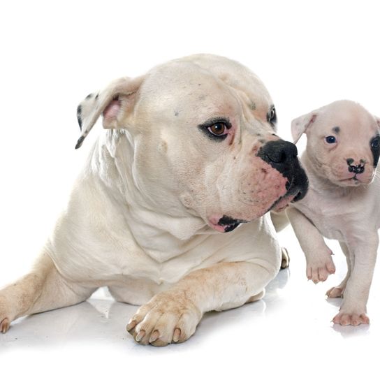 American Bulldog lying with puppy Dog,Mammal,Vertebrate,Dog breed,Canidae,Carnivore,White english bulldog,American bulldog,Cordoba fighting dog,Puppy,