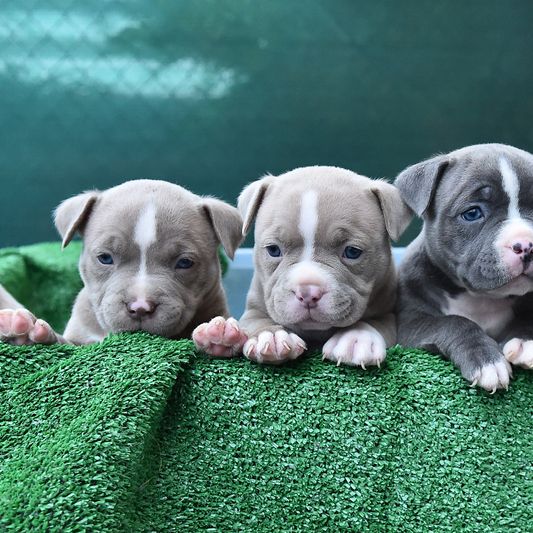no cropped ears in American Bully puppies grey white, blue puppies