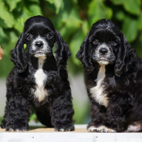 American Cocker Spaniel puppies in all colors Dog,Mammal,Vertebrate,Dog breed,Canidae,English cocker spaniel,Cocker spaniel,Spaniel,Carnivore,American cocker spaniel,