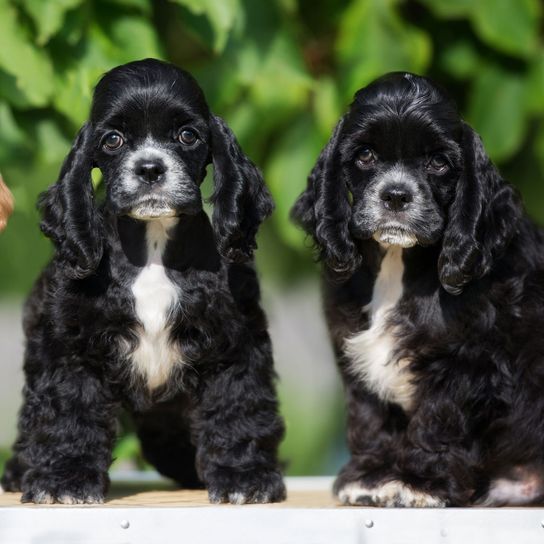 Dog,Mammal,Vertebrate,Dog breed,Canidae,English cocker spaniel,Cocker spaniel,Spaniel,Carnivore,American cocker spaniel,