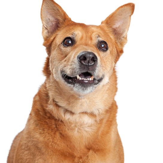 Carolina Dog, American Dingo, brown medium dog with standing ears, Dingo from America, American dog breeds, Unrecognized dog breed from America, USA dog, Dog of the inhabitants, Native dog breed, Breeding dog, Free-living breed, Breed description