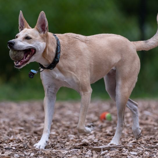 Carolina Dog, American Dingo, brown medium dog with standing ears, Dingo from America, American dog breeds, Unrecognized dog breed from America, USA dog, Dog of the inhabitants, Native dog breed, Breeding dog, Free-living breed, Breed description