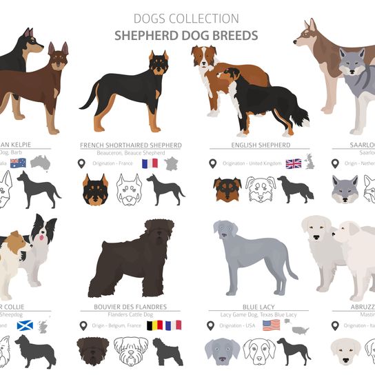 American Shepherd Dogs, an overview of all breeds, list of American dog breeds, dogs from America, Blue Lacy