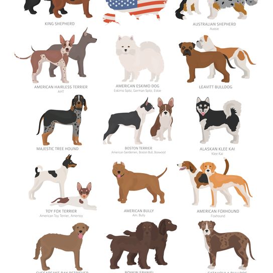all american dog breeds, American Foxhound