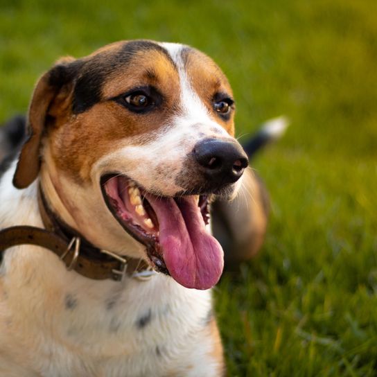 American Foxhound tricolor yawns at the camera and sits on a meadow, dog with three colors, big dog breed, big hunting dog from America