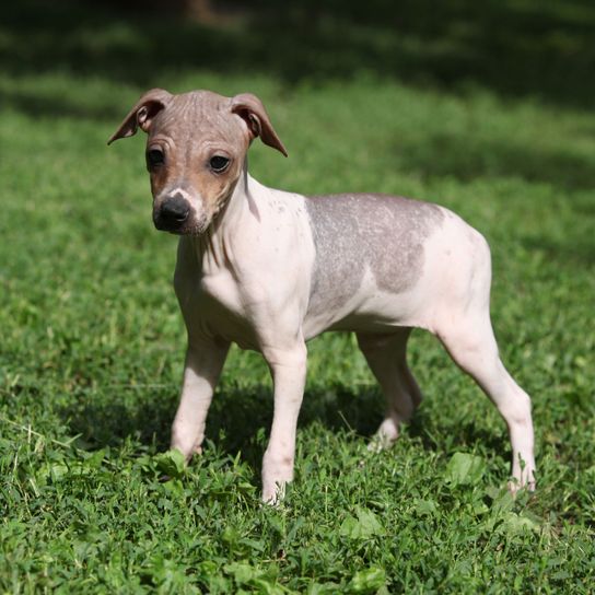 American Hairless Terrier on meadow Dog,Mammal,Vertebrate,Dog breed,Canidae,Carnivore,Italian greyhound,Grass,Snout,Companion dog,