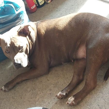 American Staffordshire Bully Terrier © Jasmin Marie Koffer Hund,Arbeitstier,Fleischfresser,Kitz,Begleithund,Leber,Landtier,Hunderasse,Schnauze,Halsband,