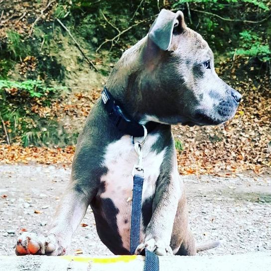 American Staffordshire Bully Terrier © Jasmin Marie Koffer Hund,Fleischfresser,Halsband,Hunderasse,Pflanze,Arbeitstier,Kitz,Hundezubehör,Hundehalsband,Landtier,