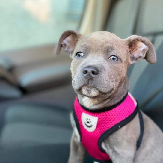 American Staffordshire Bully Terrier © Jasmin Marie Koffer Hund,Fleischfresser,Halsband,Hunderasse,Heimtierbedarf,Fawn,Hundehalsband,Arbeitstier,Begleithund,Schnurrhaare,