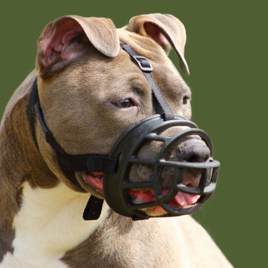 American Staffordshire Terrier with muzzle Dog breed,Canidae,Dog,Snout,Olde english bulldogge,Dog collar,Collar,Ancient dog breeds,Carnivore,Fawn,