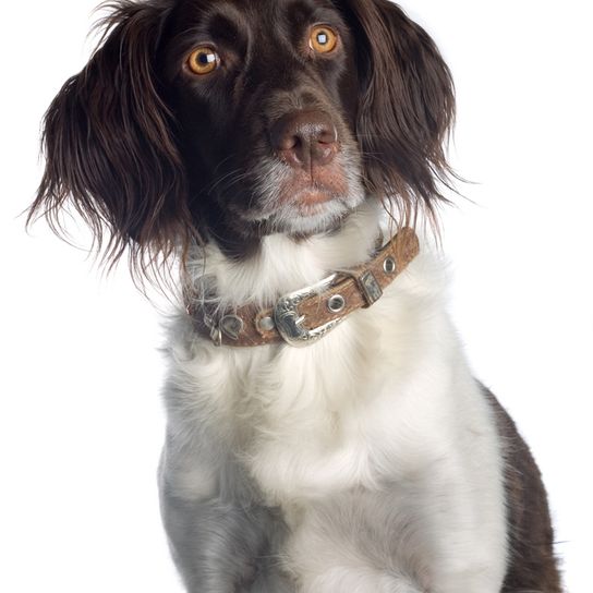 American Water Spaniel, medium brown white dog with curly coat, wavy coat, hunting dog from America, American Water Spaniel