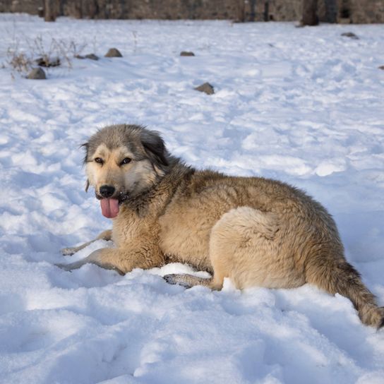 Kars dog, Anatolian shepherd dog, dog from Turkey, very large dog breed