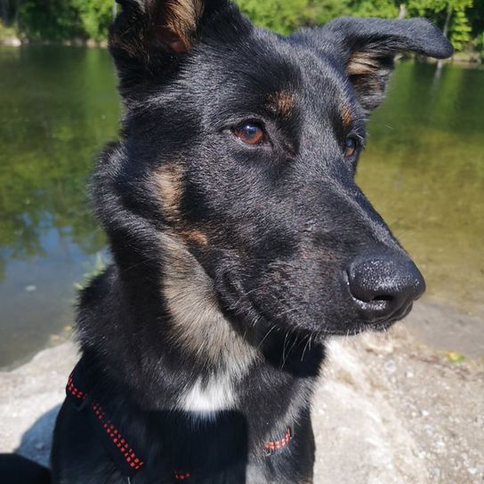 Appenzeller Belgian Shepherd © Tatjana Schaup Hund,Fleischfresser,Hunderasse,Kiefer,Halsband,Arbeitstier,Wasser,Schnurrhaare,Hundehalsband,Schnauze,