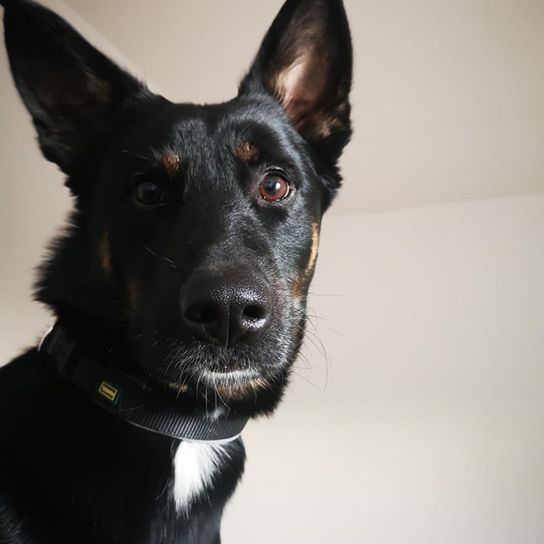 Appenzeller Belgian Shepherd © Tatjana Schaup Hund,Hunderasse,Fleischfresser,Schnurrhaare,Arbeitstier,Begleithund,Schnauze,Sportliche Gruppe,Fell,Canidae,