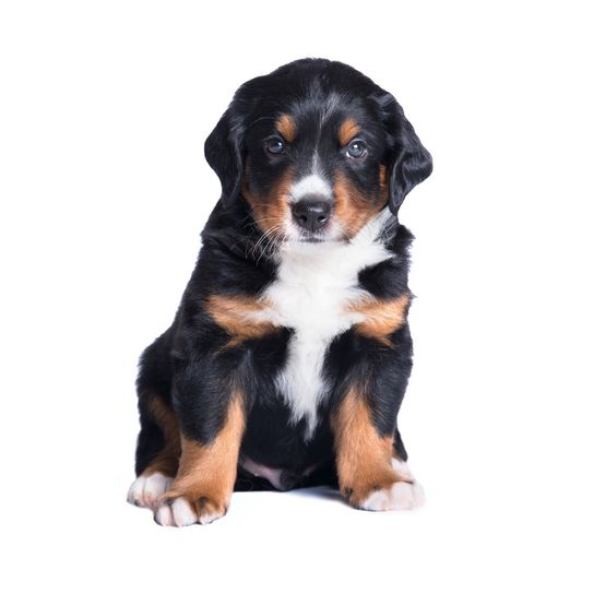 Appenzeller Mountain Dog Puppy Appenzeller Mountain Dog Puppy