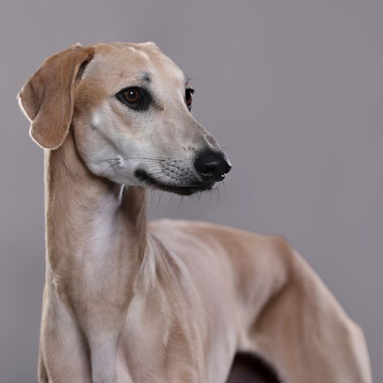 Arabian greyhound Sloughi arab sloughi, arabian winhound, syrian dog breed, persian dog breed, big breed