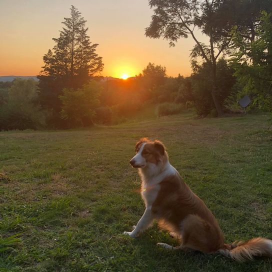 Aussie Collie © Christiane Korda Himmel, Pflanze, Hund, Baum, Sonnenlicht, Naturlandschaft, Fleischfresser, Hunderasse, Menschen in der Natur, Rehkitz,